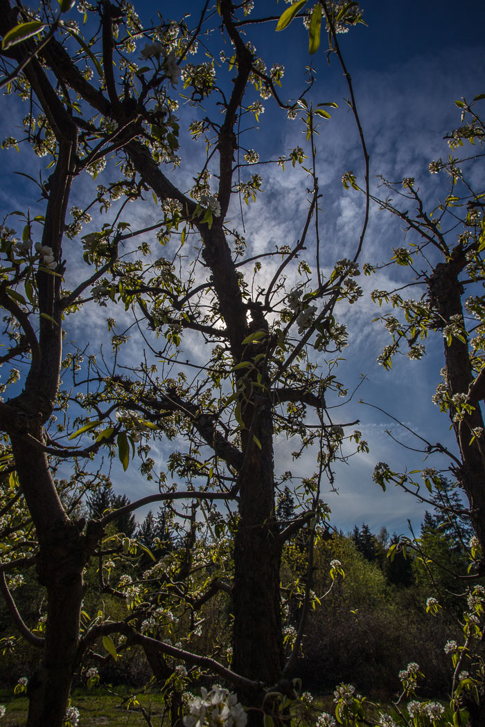 Hood River Valley Blossoms Hood River Valley Blossoms