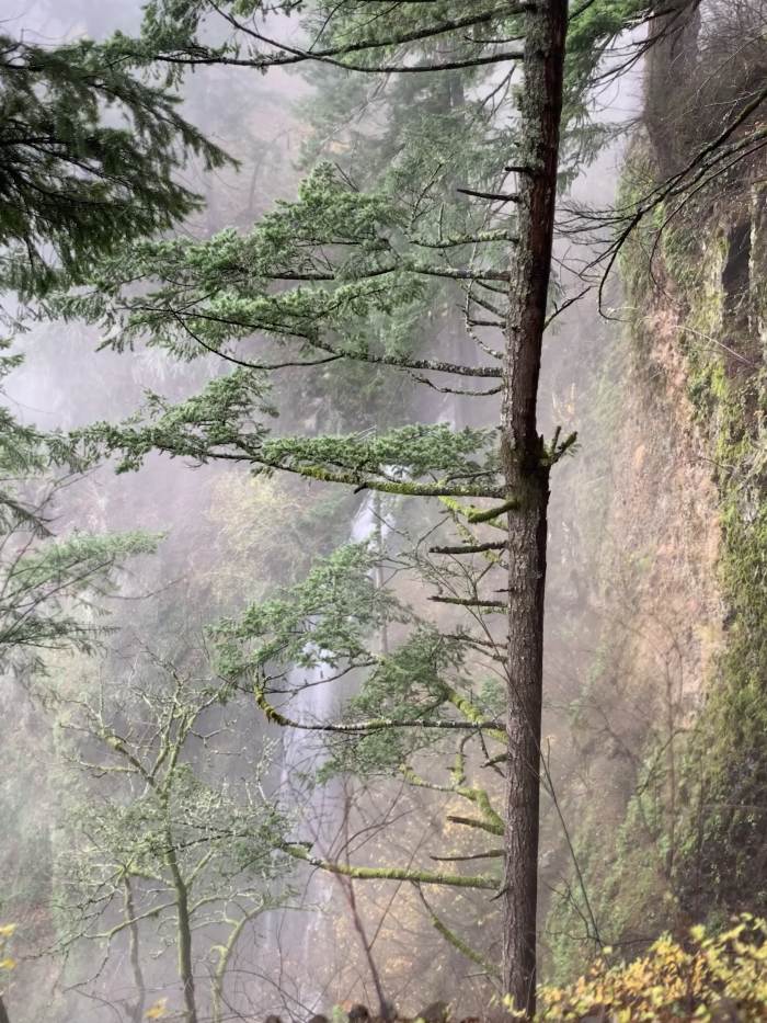 Columbia Gorge Falls Area