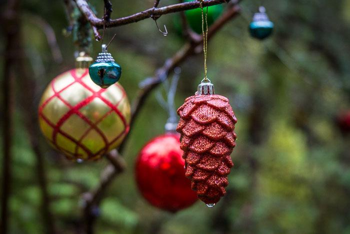 Larch Mountain trail and Christmas Trail