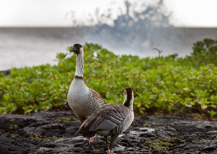 Hale O'kealohs House
