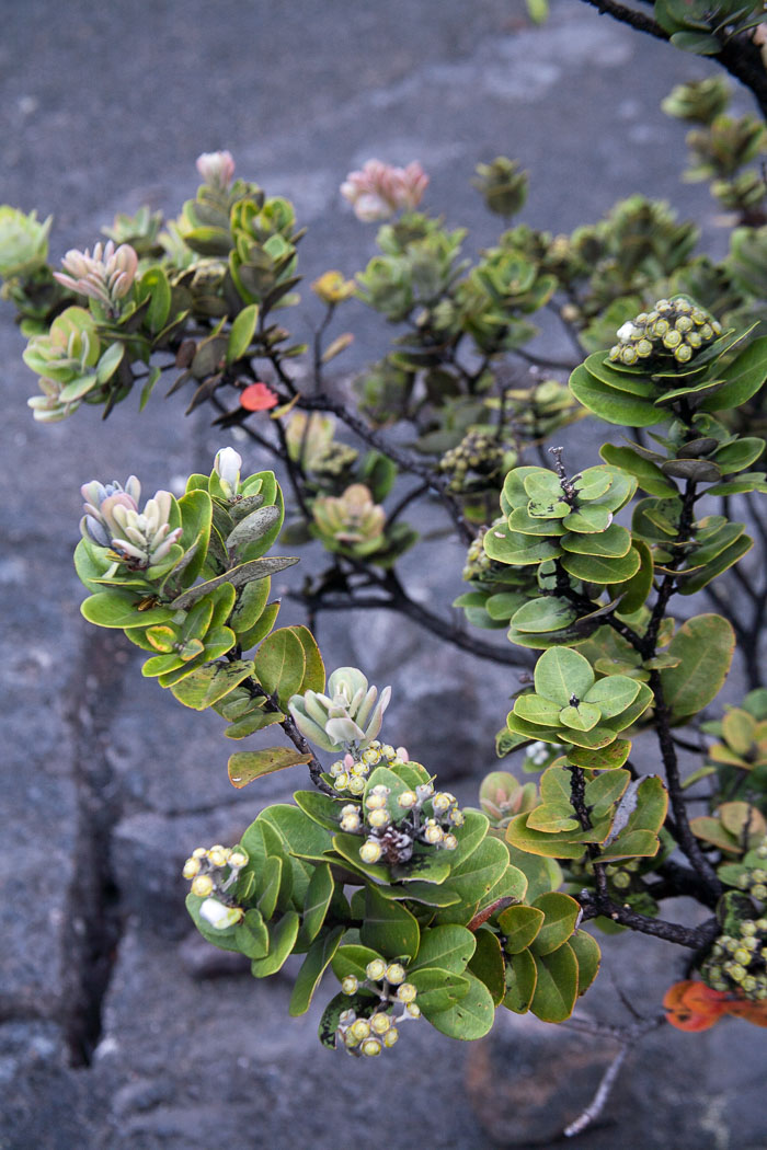 Hawaii Volcanos National Park