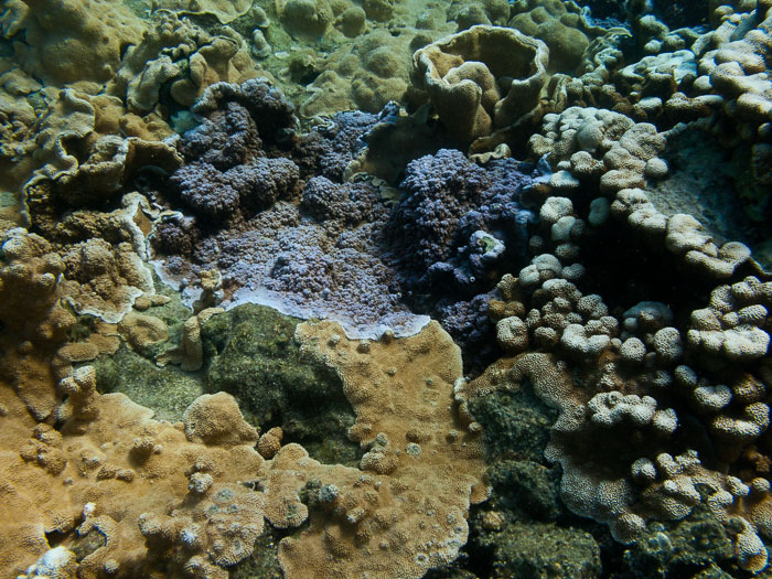 Waiopae Kapoho tide pools