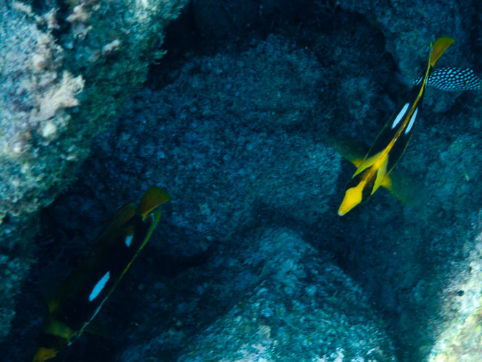 Waiopae Kapoho tide pools
