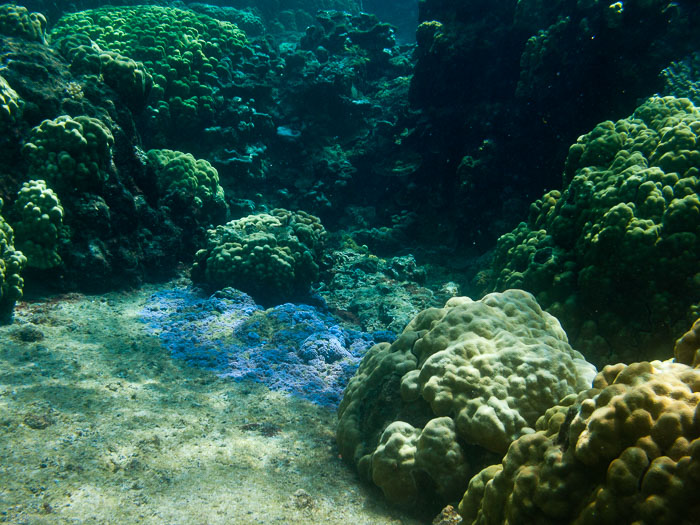 Waiopae Kapoho tide pools