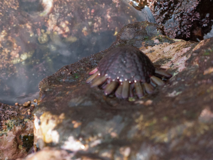 Pu'uhonua o Honaunau Bay (Two Step)