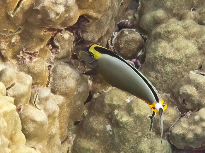 Pu'uhonua o Honaunau Bay (Two Step)