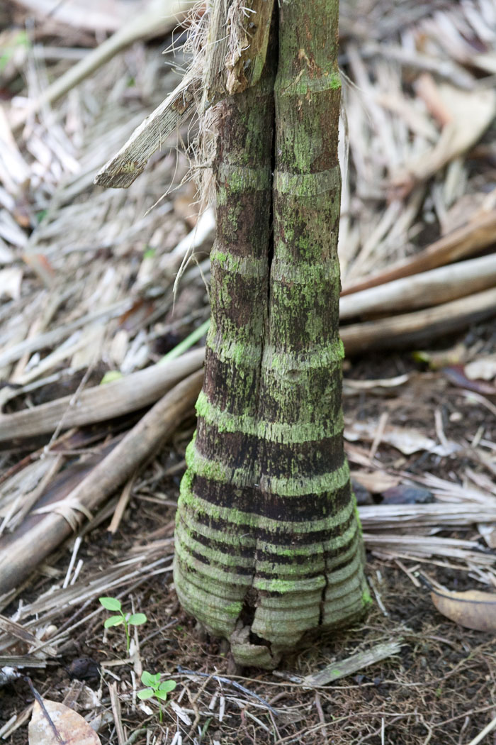 North Kohala, Hāmākua,Hāmākua, North Hilo Districts