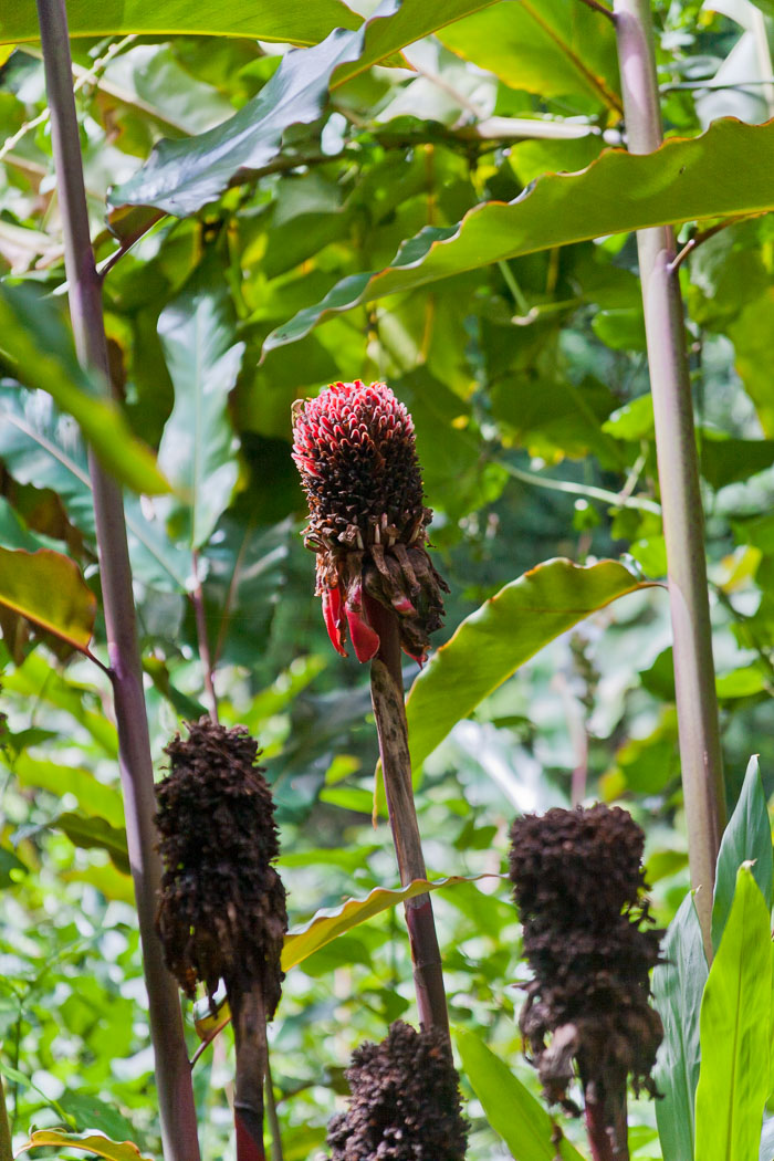 North Kohala, Hāmākua,Hāmākua, North Hilo Districts
