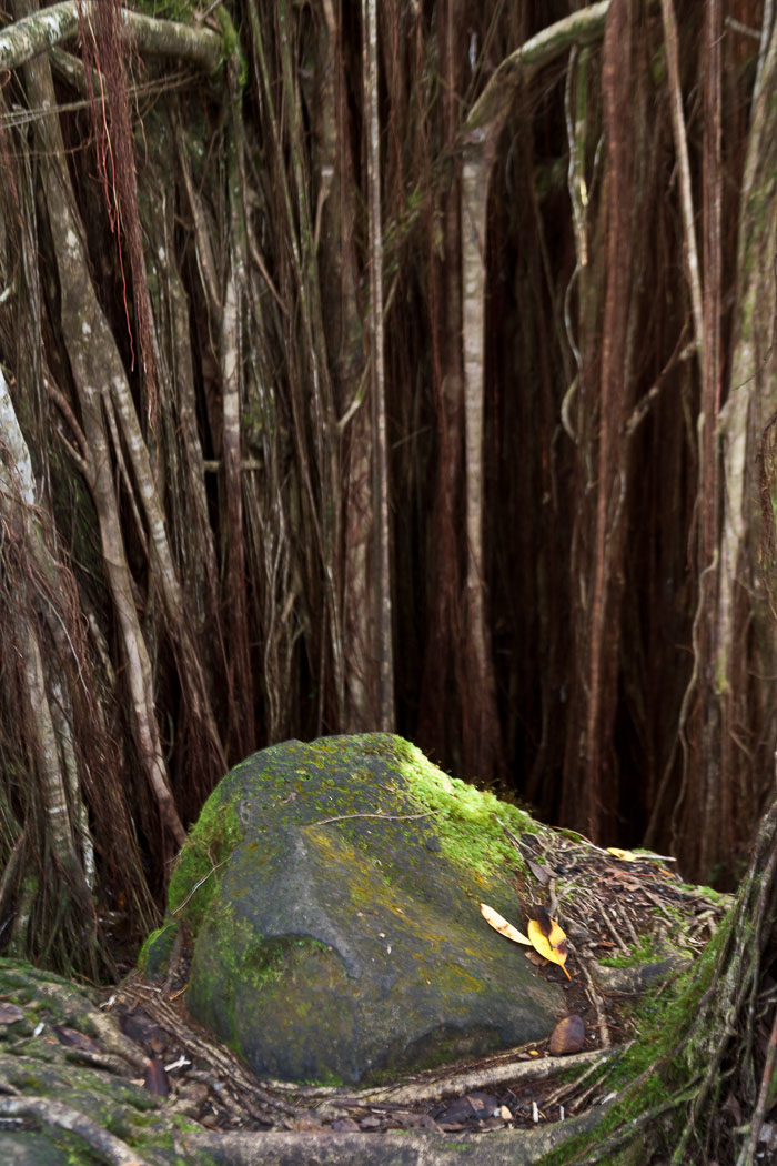 North Kohala, Hāmākua,Hāmākua, North Hilo Districts