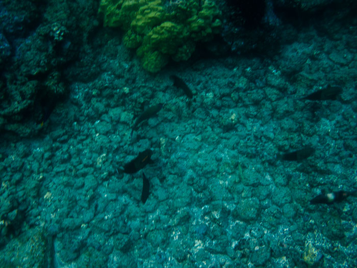 Richardson’s Ocean Park