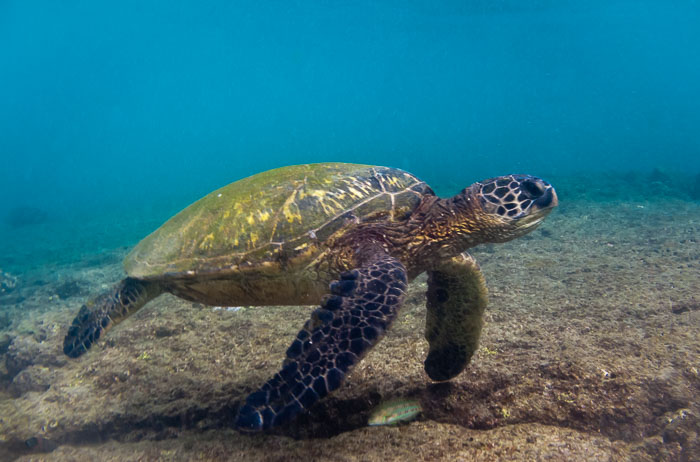 Richardson’s Ocean Park