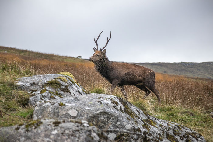 Glendalough