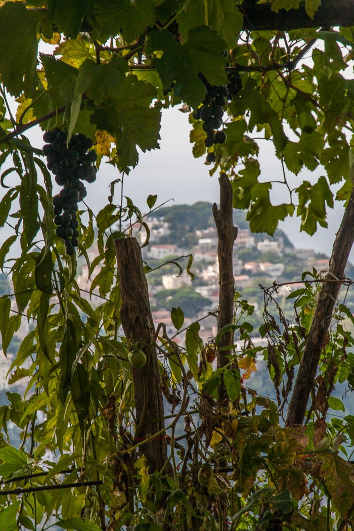 Agriturismo Monte Brusara