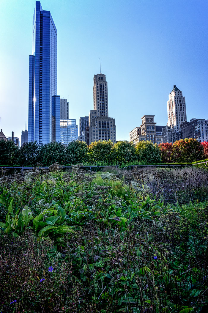 Chicago - Marco Navarro Memorial Photo tour