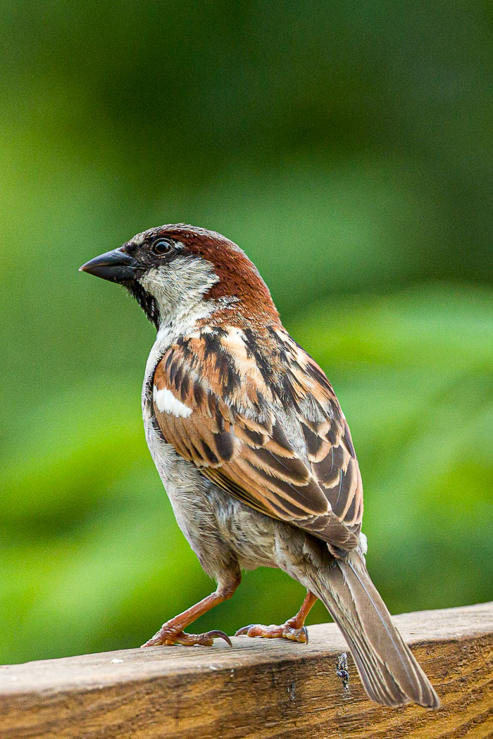 Small lives in Madison