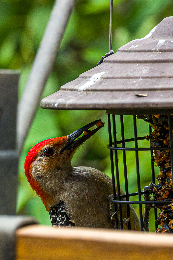 Small lives in Madison