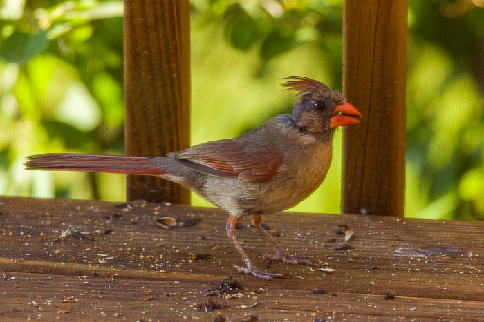 Small lives in Madison