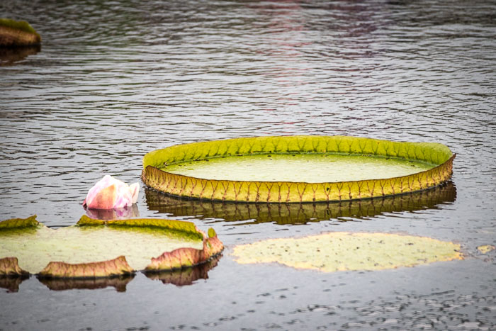 New York Botanical Gardens