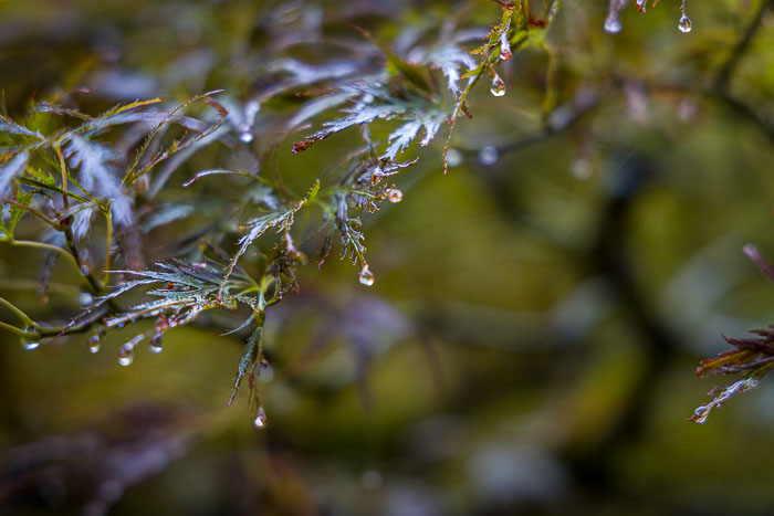 Portland Japanese Gardens