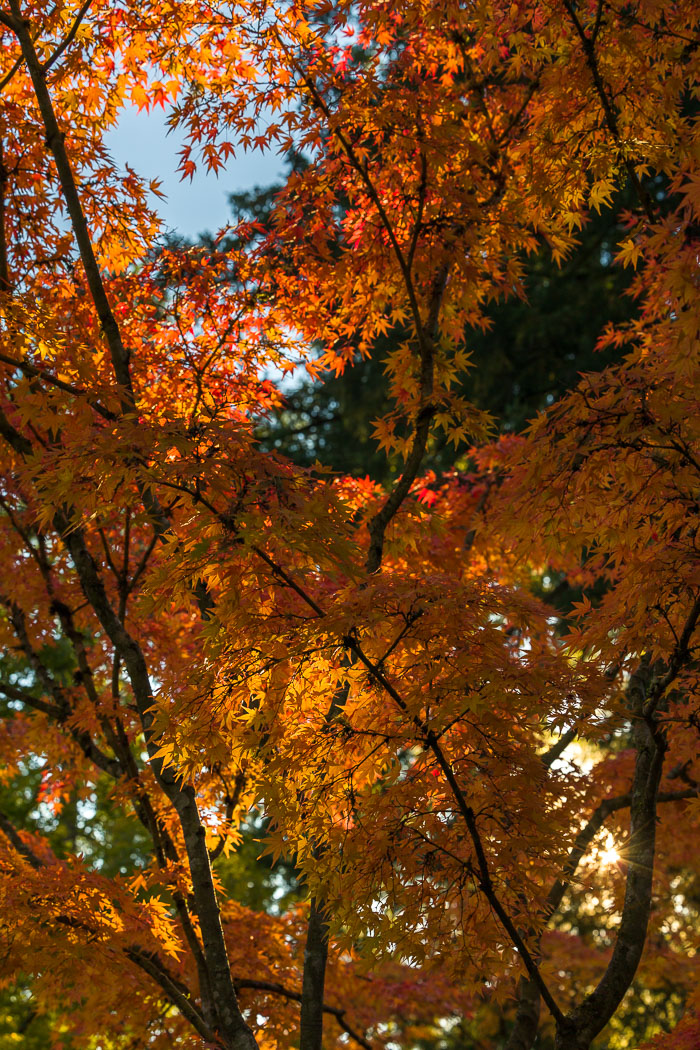 Portland Japanese Gardens
