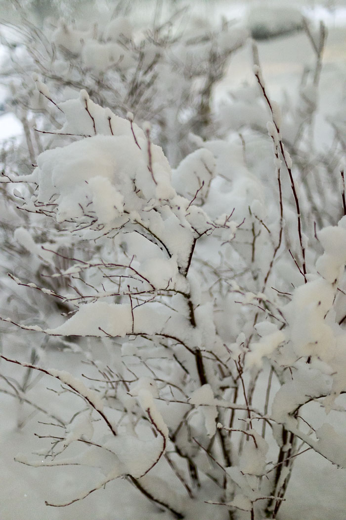 Snowlandia
