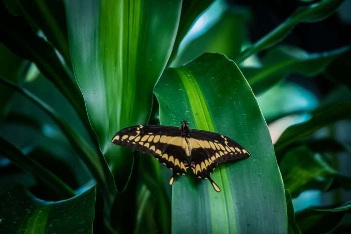 Seattle Center and Pacific Science Center