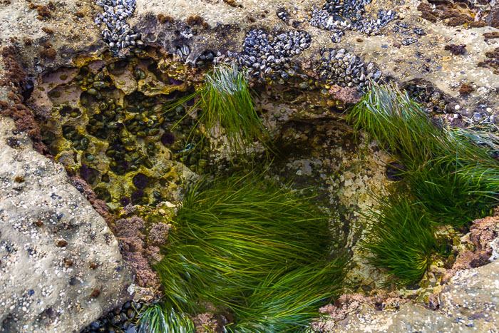 Botanical Beach