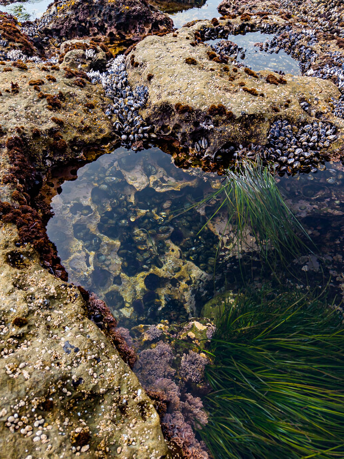 Botanical Beach