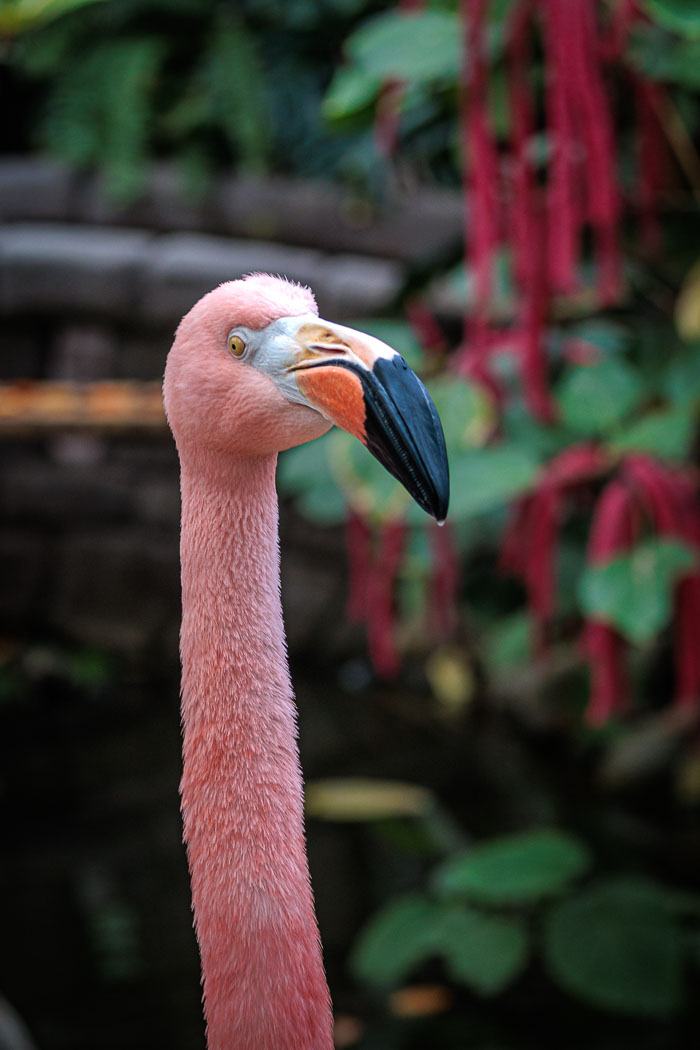 Victoria Butterfly Gardens