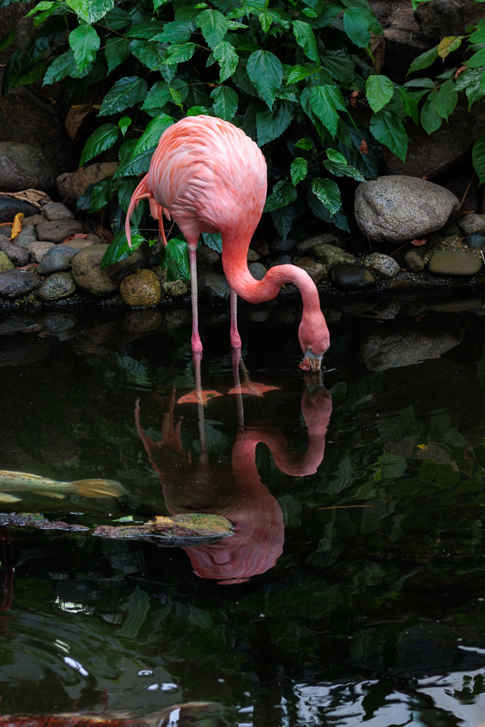 Victoria Butterfly Gardens Victoria Butterfly Gardens