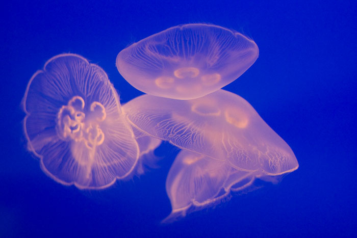 Aquariums