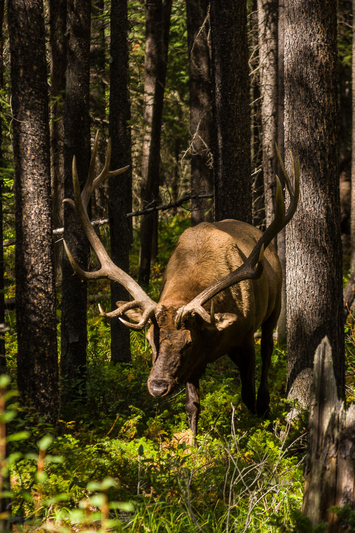 Fauna